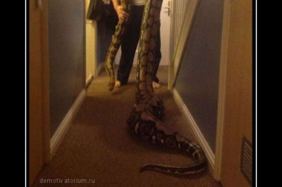 Теща приехала в гости  к зятю