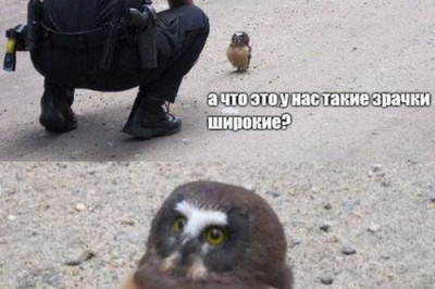 Полиция проверяет документы 