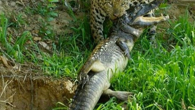 Что-то можно и домыслить !