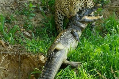 Что-то можно и домыслить !