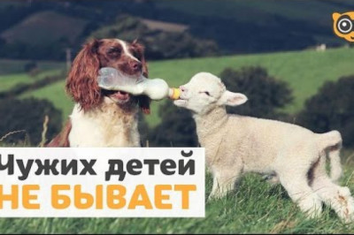 Чужих детей не бывает. Видео