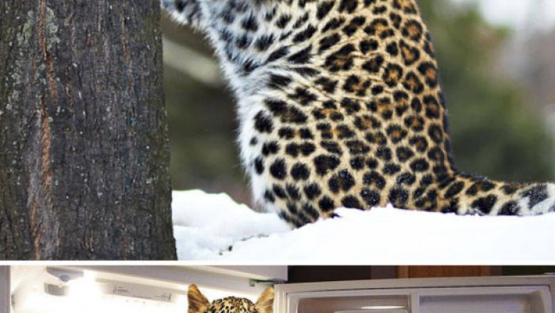 Когда фотошоп намного интересней оригинала 