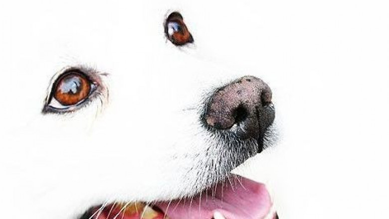 Забавные мордочки животных 