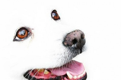 Забавные мордочки животных 