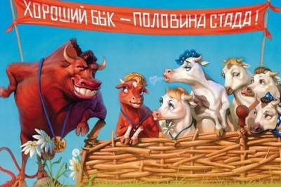 Хороший бык для коров - авторитет