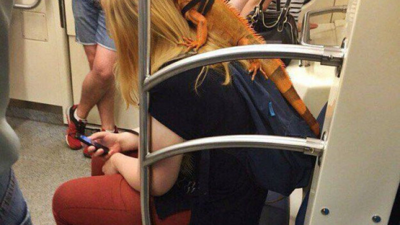 Хозяин гуляет со своим питомцем 