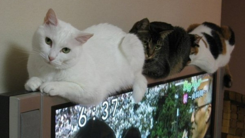 Коты отдыхают в уютном месте 