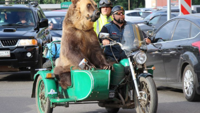 Медведь в мотоцикле 