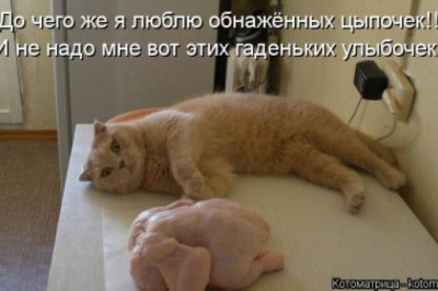 Улыбнёмся забавной котоматрицы  