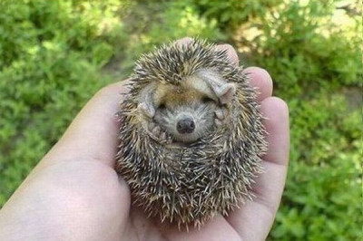 Ежик-малыш 