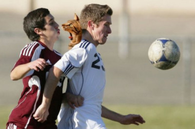 Когда котики  вместо мячей 