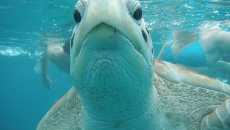 Они такие милые 