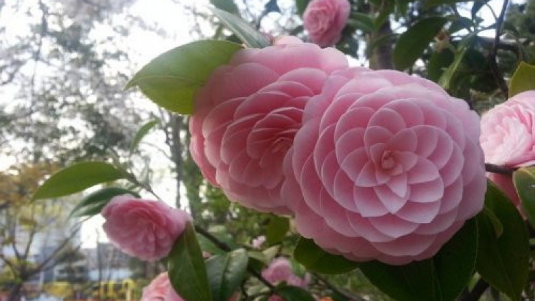 Для любителей совершенства и безупречности 