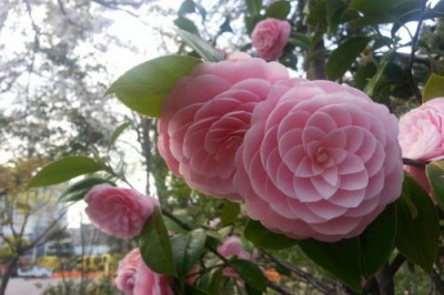 Для любителей совершенства и безупречности 