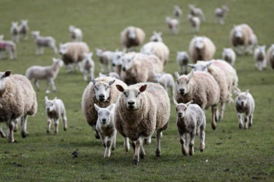 Самоубийство овец 