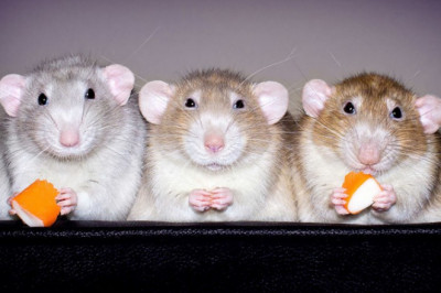 Ну , разве они не очаровательны !?