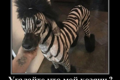 Угадайте кто мой хозяин 