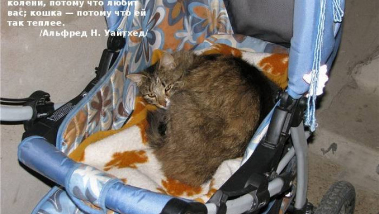 Знаменитости о кошках 