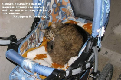 Знаменитости о кошках 