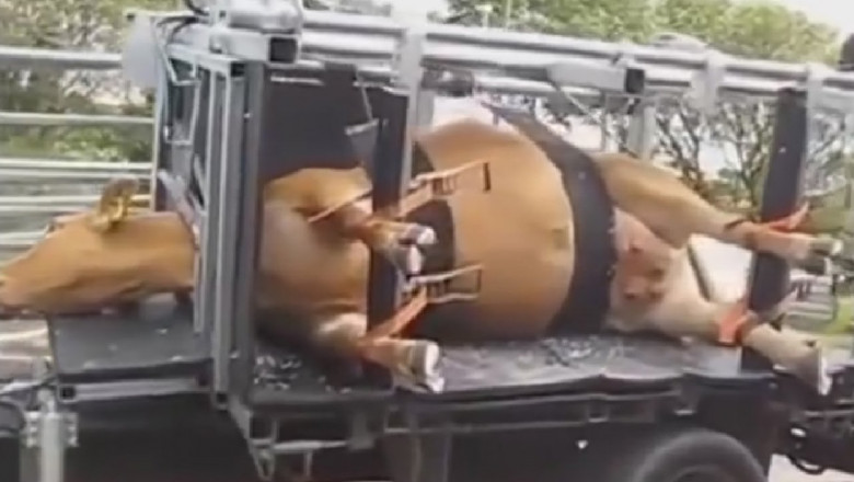 Педикюр для коров 