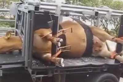 Педикюр для коров 