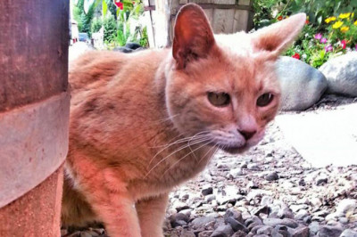 Настоящий боец 