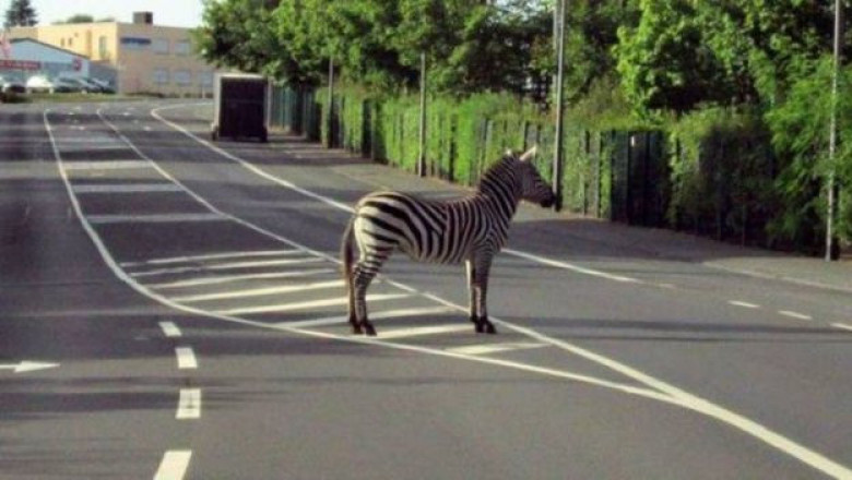 Зебра на дороге 