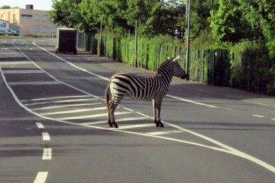 Зебра на дороге 