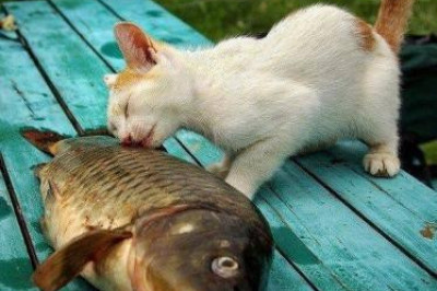 Счастья много не бывает