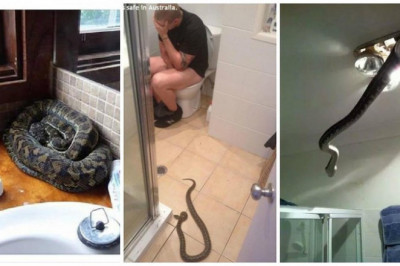 Австралия - ад офидиофобов