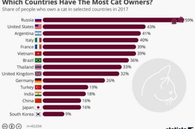 Где больше всего любят котов и кошек ? 
