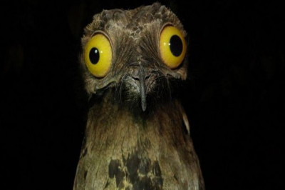 Необыкновенная птица