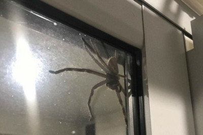 Паук испортил романтический  ужин 