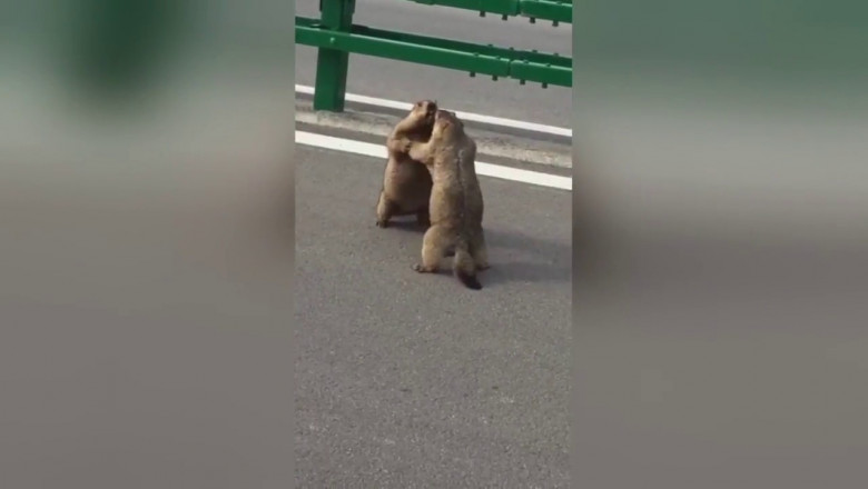 Разборка на дороге 