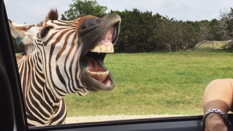 Необычные и милые обитатели нашей планеты 