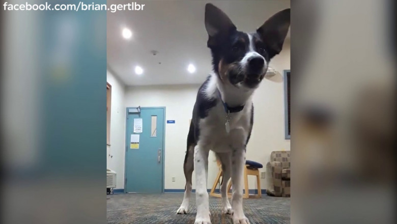 Собака , лающая шепотом 