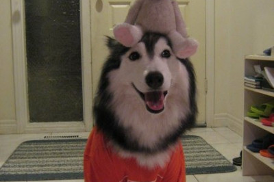 Собака с душой кошки 