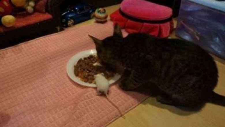 Дружная обстановка 