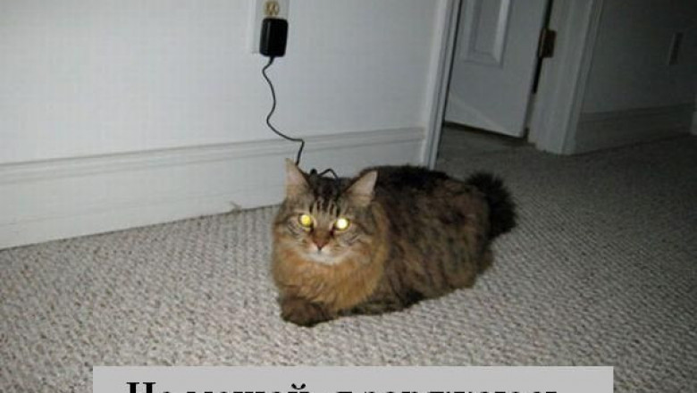 "Озвученные"  мысли животных