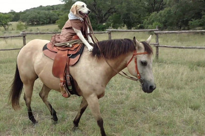 Собака - наездница 