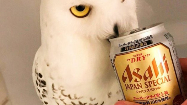 Сове понравилось холодное пиво 