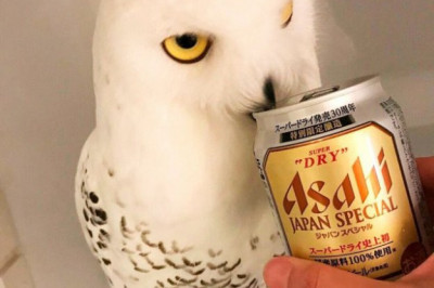 Сове понравилось холодное пиво 