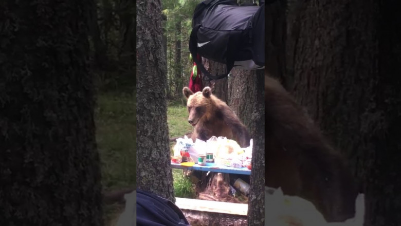 Выходишь утром из палатки , а тут ...