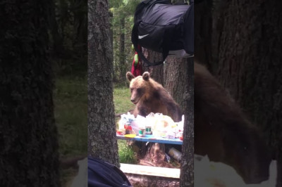 Выходишь утром из палатки , а тут ...