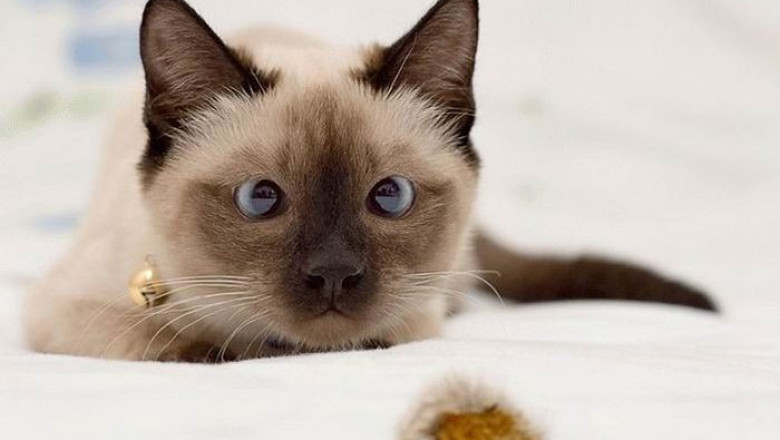 Животный мир 