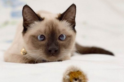 Животный мир 