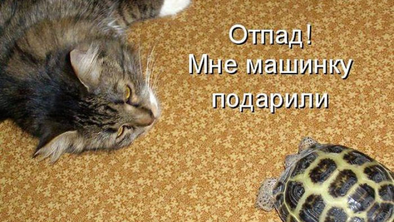 Смешная котоматрица