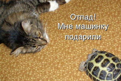 Смешная котоматрица