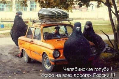 Суровые челябинские голуби 