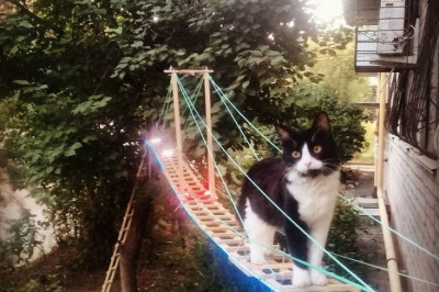 Лестница для кошки 